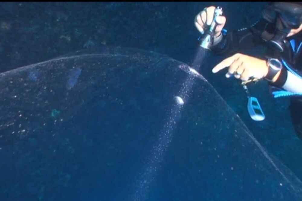 Lignja, Foto: Screenshot (vimeo)