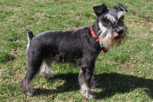 Ukrao psa i ofarbao ga u nebo plavo