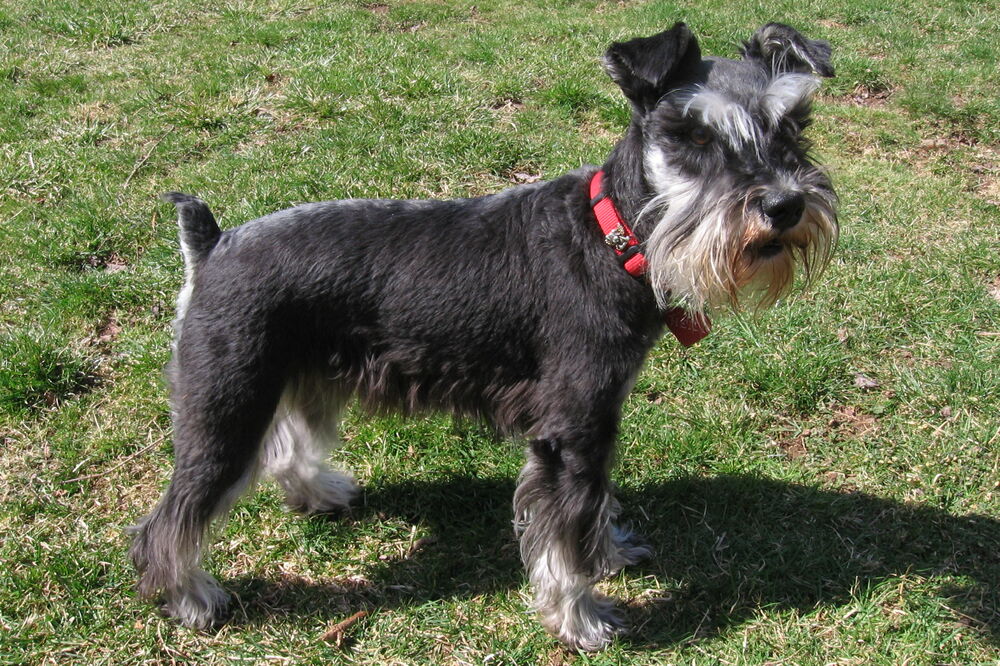 Šnaucer, Foto: Wikipedia Commons