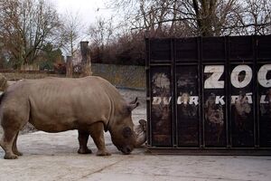 Uginuo jedan od pet preostalih sjevernih bijelih nosoroga