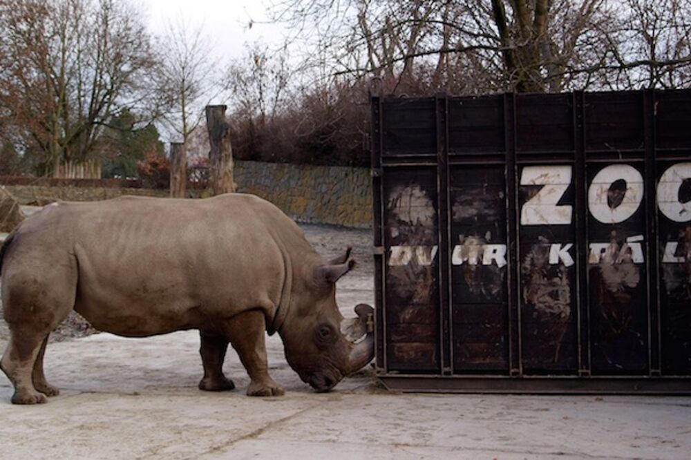 sjeverni bijeli nosorog, Foto: Rappler.com