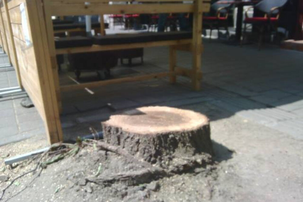 Đorđe Balašević, bagrenje, drvo, Foto: Facebook.com/BebaBalasevic