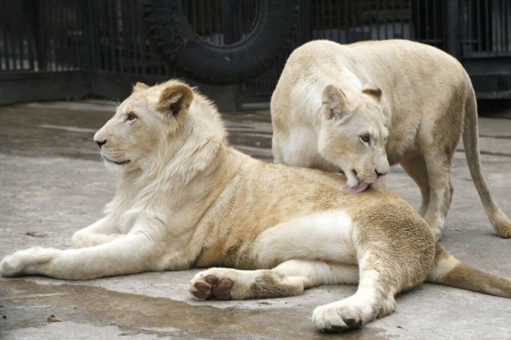 lavovi, Foto: Rojters