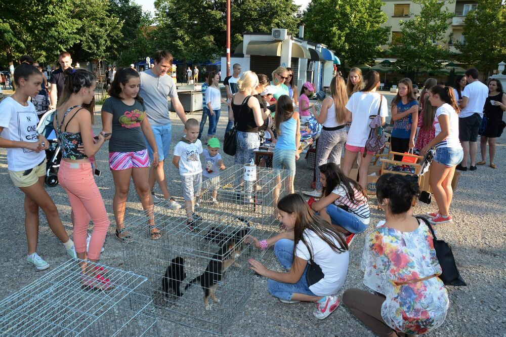 Udomljavanje pasa, Foto: Svetlana Mandić