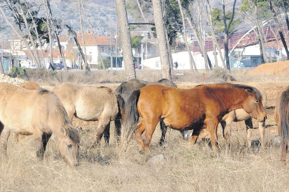 Zlatica, konji, Foto: Luka Zeković