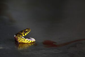 Pronađen fosil zmije sa četiri noge