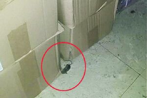 Porodilja u KCCG snimila miša pored paketa pelena