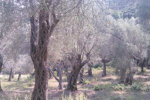 Masline u Ulcinju slabo rodile već treću godinu