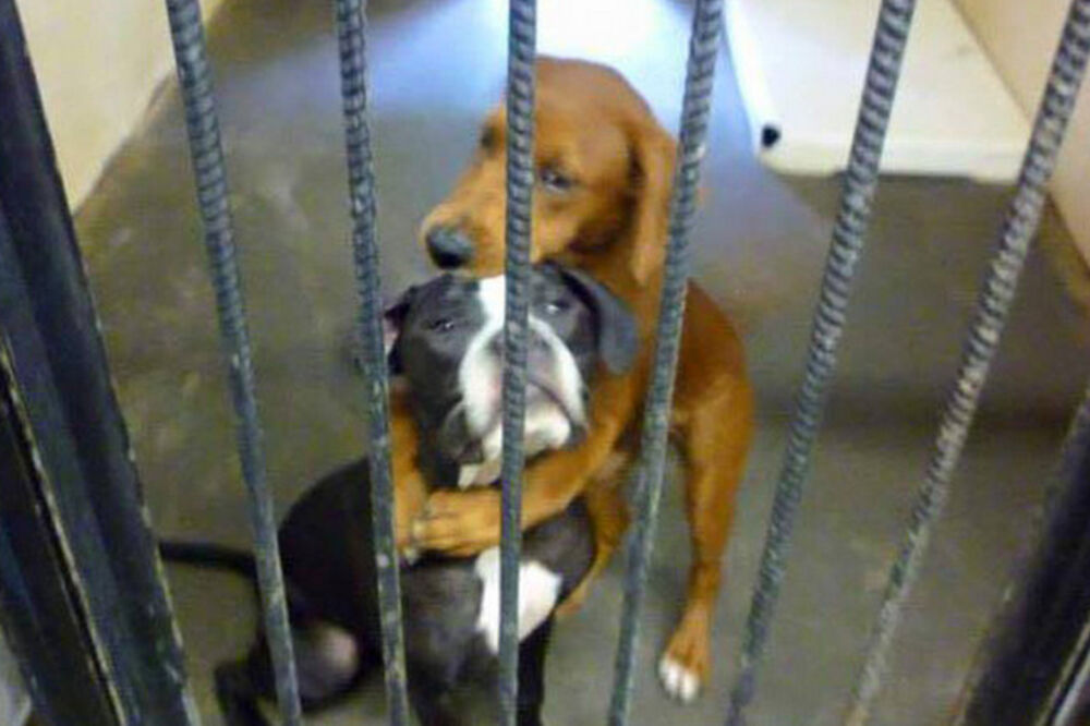 Psi, udomljavanje, Foto: Printscreen/rt.com