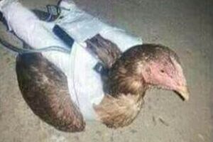 Islamska država koristi "kokoške samoubice"?