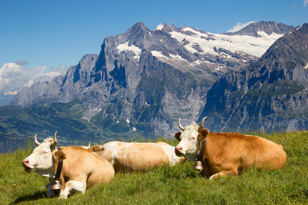 Krave, Švajcarska, Foto: Shutterstock