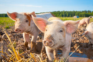Počinje kampanja identifikacije svinja