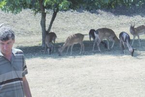 Nikšićanin uzgaja jelene lopatare