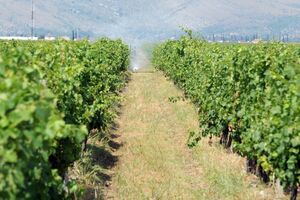 Projektom do definisanja vinogradarskih zona