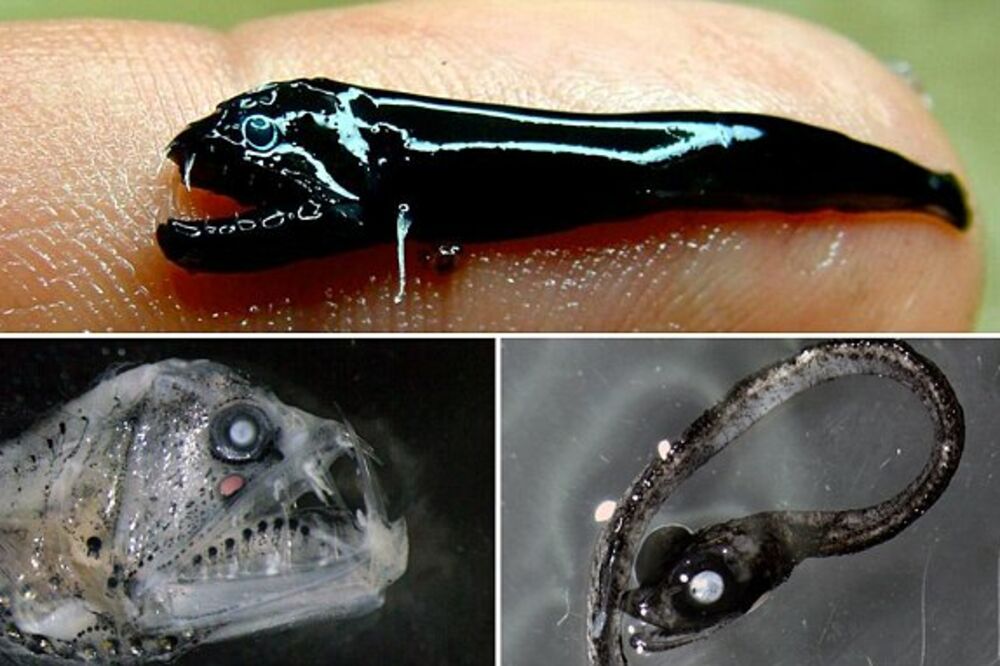 ribe u Australiji, Foto: Capitalwired.com