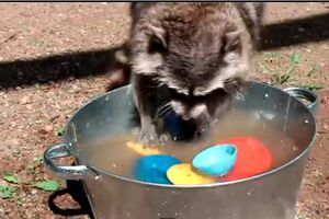 Ženka rakuna uživa u pranju sudova [VIDEO]
