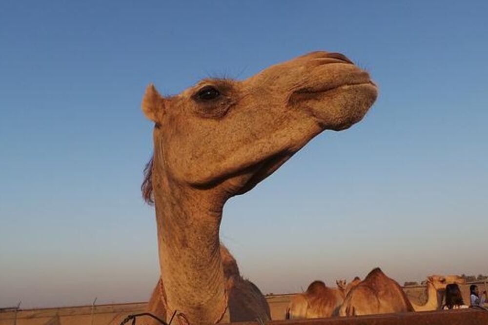 kamila Inžaz, Foto: Twitter