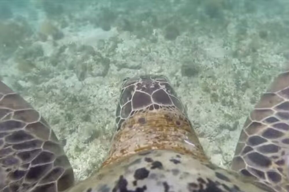 Koralni greben, Foto: Screenshot (YouTube)