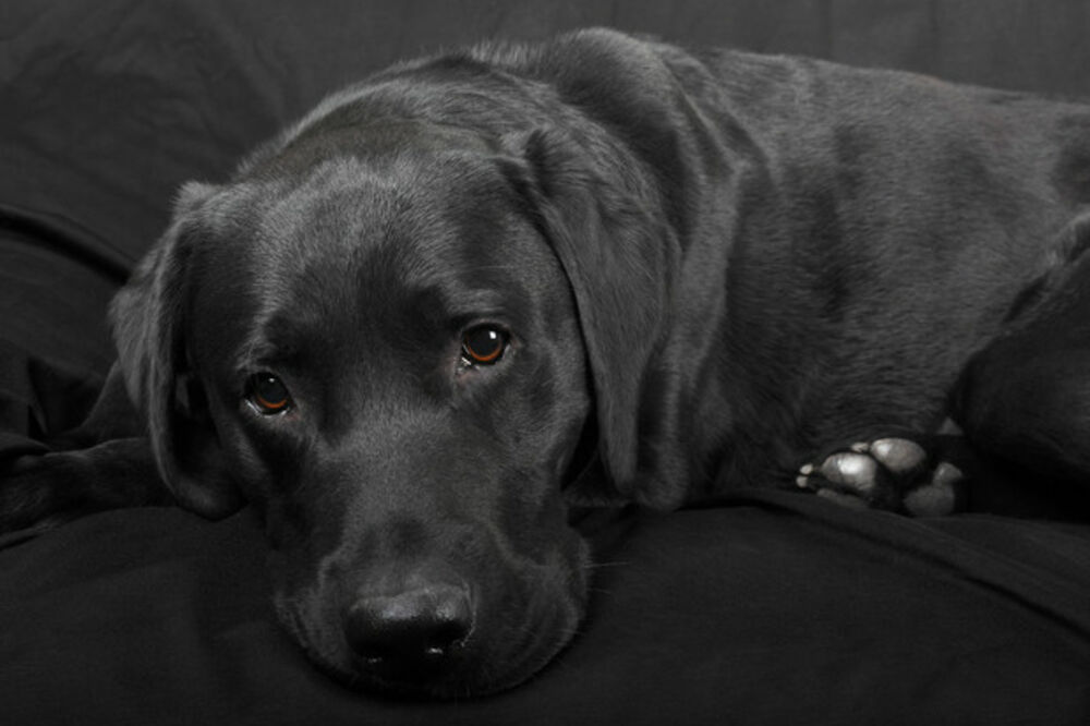 labrador