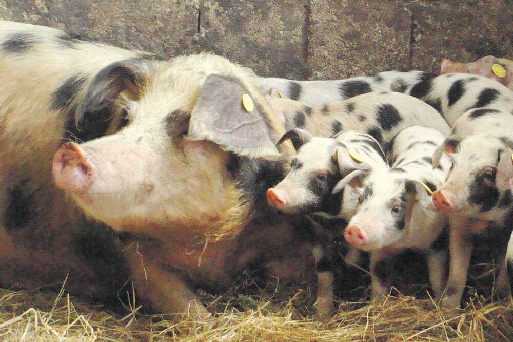 Svinje (Novine), Foto: Žarko Vučinić