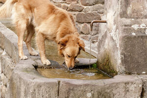 Spas od tropskih temperatura: Napojite životinje lutalice vodom