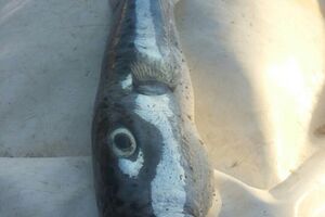 Otrovna riba ulovljena u Rafailovićima