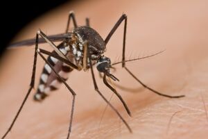 Ako vas komarci vole, krivi su geni