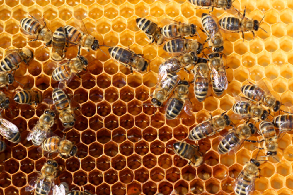 pčele, Foto: Shutterstock.com