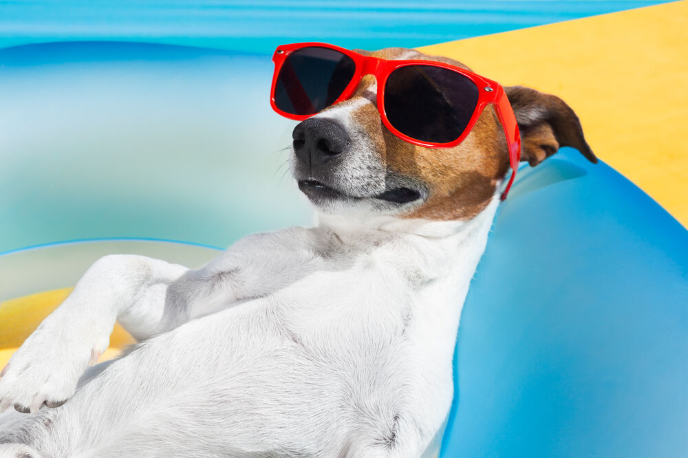 kućni ljubimac, pas, Foto: Shutterstock