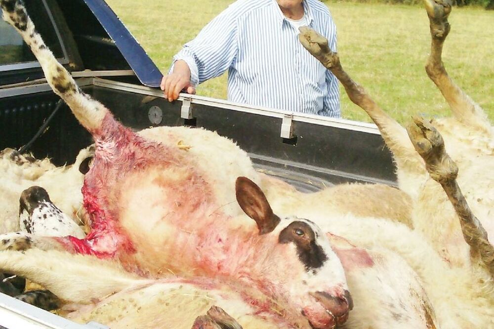 zaklane ovce, Foto: Samir Adrović