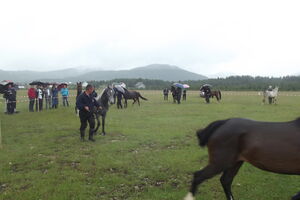 Održana smotra najljepših konja na Njegovuđi kod Žabljaka