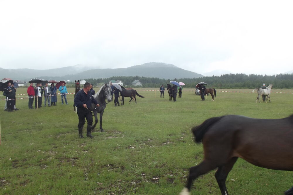 Smotra konja, Foto: Obrad Pješivac
