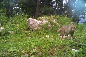 Ko krade kamere za monitoring divljih životinja u crnogorskim...