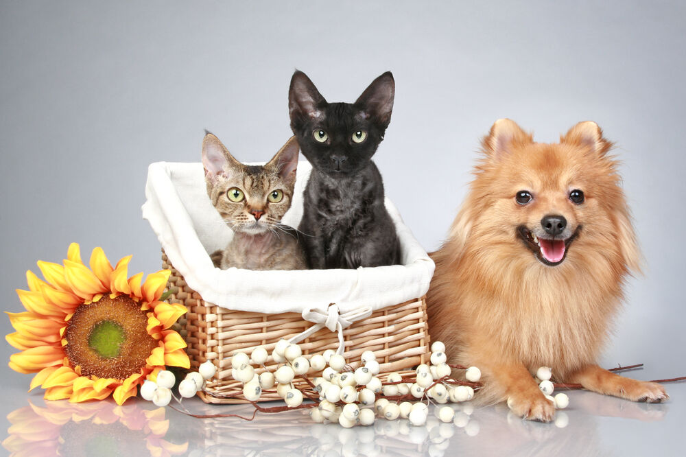pas i mačka, kućni ljubimac, Foto: Shutterstock