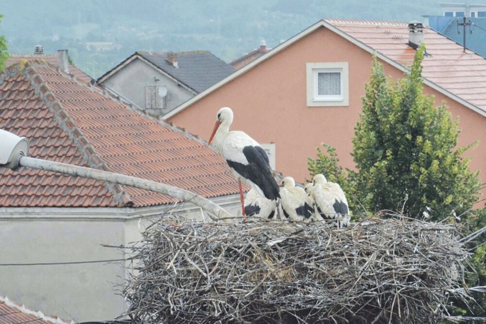 rode, Berane, Foto: Studio A