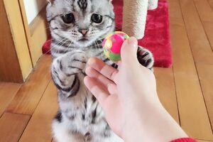 Je li ovo najtužnija mačka na svijetu?