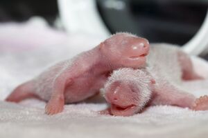 Kina prikazala novorođene panda bliznakinje