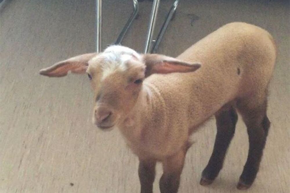 jagnje bordel, Foto: MUP Njemačke