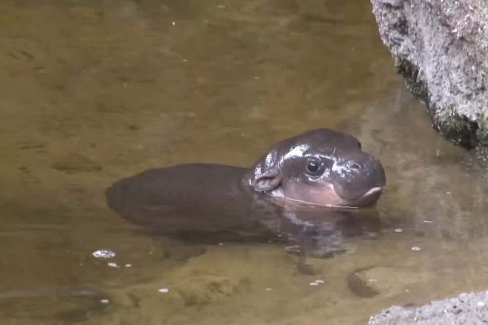 nilski konj Obi, Foto: Screenshot (YouTube)