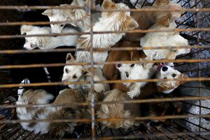 Kineskinja spasla 100 pasa od festivala psećeg mesa