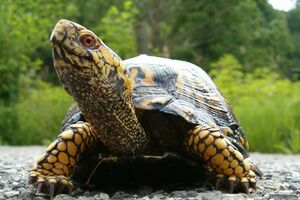 Uginuo Brzi, 150 godina star mužjak kornjače