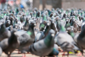 Iz Španije poletjelo 70.000 golubova