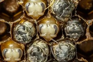 Pogledajte kako se rađaju pčele [VIDEO]