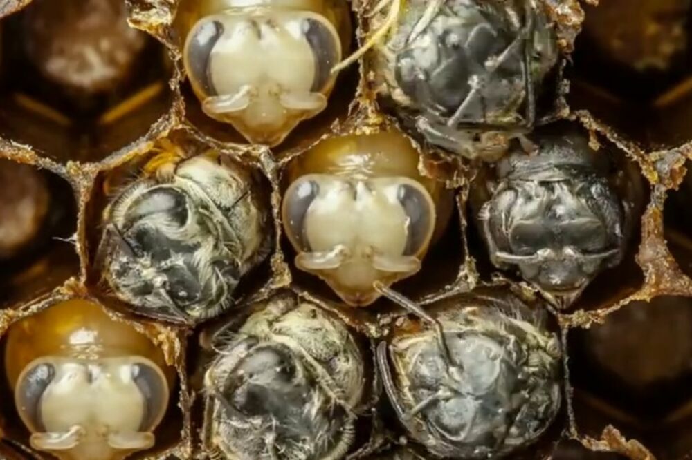 pčele, Foto: Screenshot (YouTube)