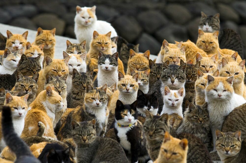 Aošima, ostrvo mačaka, mačka, Foto: Reuters