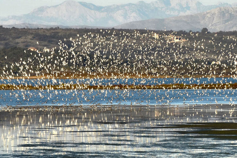 Solana ptice, Foto: Czip.me