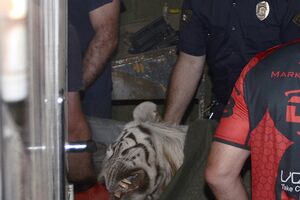 Gruzija: Odbjegli tigar iz zoo vrta ubio čovjeka