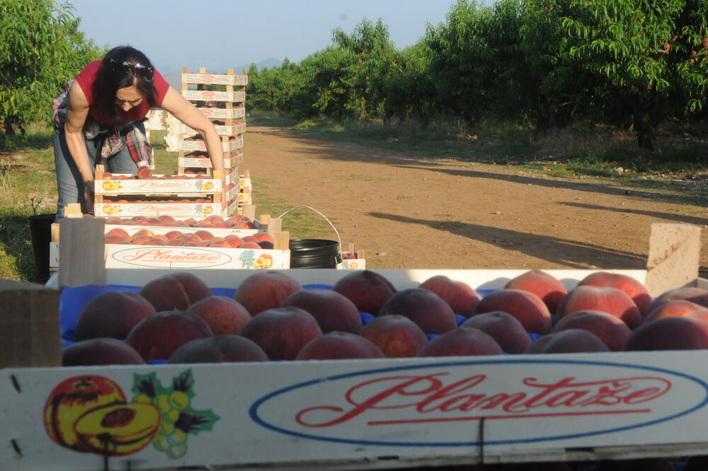 Plantaže, Zorica Kovačević, Foto: Zoran Đurić