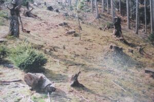 Pronađen švercovani čekić: Ko je krao šumu  u Njegušima