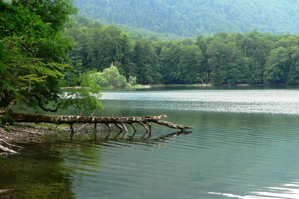 Biogradska gora, Foto: Biogradska gora